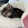 kitten, cat, sleeping, tabby, fur, blanket, cozy, cute, pet, animal, indoors, resting, soft, furry, young, warm, comfort, closeup, snuggled, peaceful