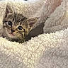 Nala is registered to the contest to win money with this photo: kitten, cat, tabby, animal, pet, cute, fluffy_blanket, cozy, soft, fur, sleeping_area, indoors, young, small, face, whiskers, ears, comfort, resting, curious