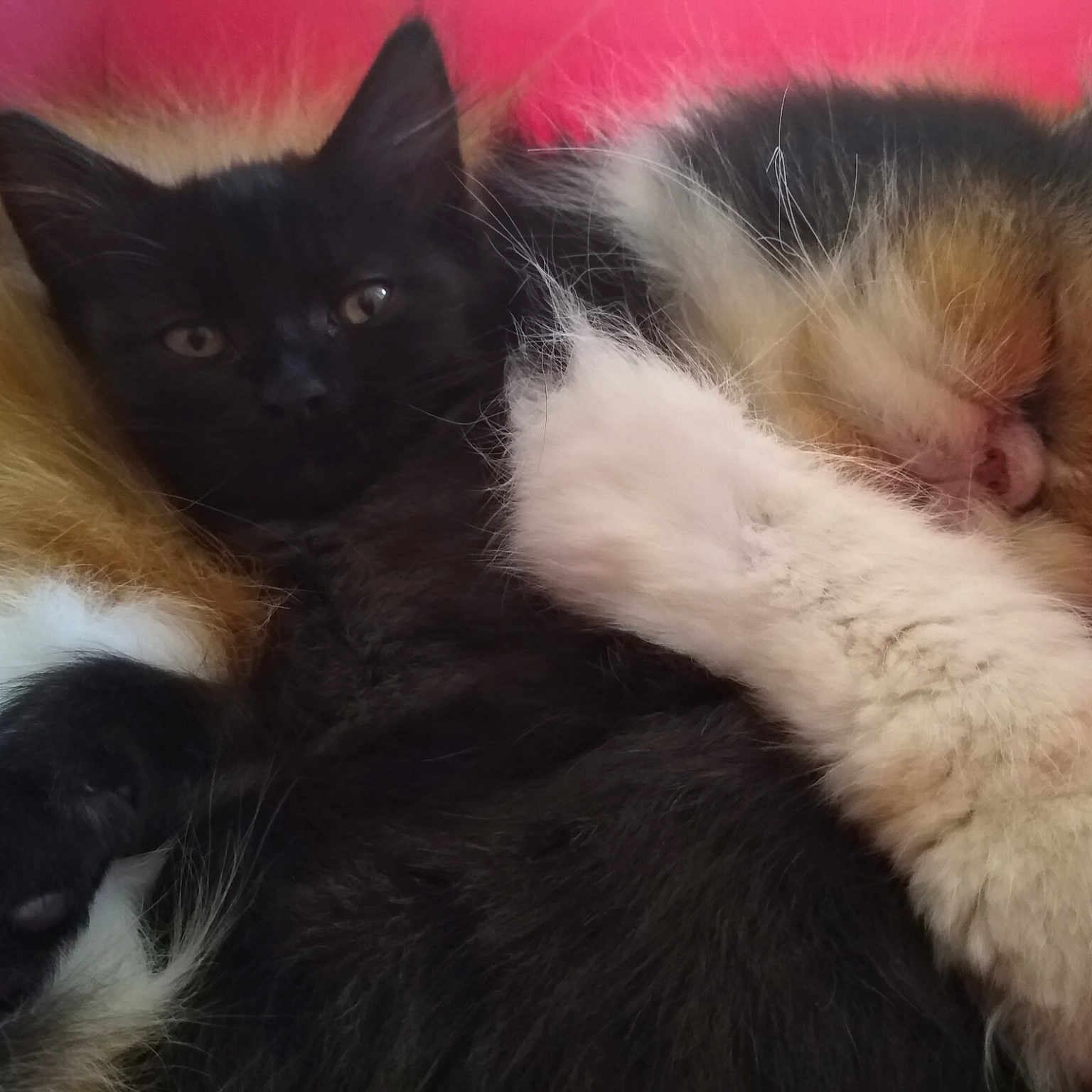 Chipo Et Simba