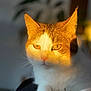 cat, orange_and_white_cat, animal, pet, feline, close_up, portrait, whiskers, ears, eyes, fur, indoor, soft_light, shadow, blurred_background, domestic_cat, cute, relaxed, mammal, face