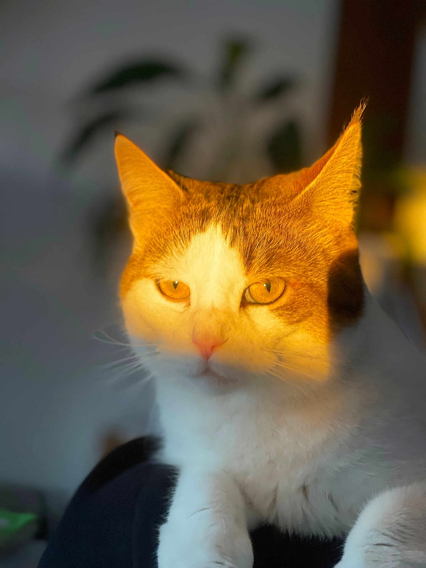 Cox a rejoint le concours — aidez-le/la à gagner de superbes lots ! cat, orange_and_white_cat, animal, pet, feline, close_up, portrait, whiskers, ears, eyes, fur, indoor, soft_light, shadow, blurred_background, domestic_cat, cute, relaxed, mammal, face