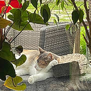 Bebe participe au concours pour gagner de l'argent avec cette photo : cat, sleeping, outdoor, chair, cushion, wood, plant, leaf, flower, wicker_furniture, garden, relaxing, pet, nature, cozy, daylight, home, peaceful, resting, fur