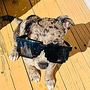 Cash is registered to the contest to win money with this photo: dog, puppy, sunglasses, wooden_deck, sunlight, shadow, pet, animal, cute, outdoor, small_dog, spotted_fur, playful, summer, funny, canine, adorable, young_dog, sunny, fashion