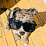 dog, puppy, sunglasses, wooden_deck, sunlight, shadow, pet, animal, cute, outdoor, small_dog, spotted_fur, playful, summer, funny, canine, adorable, young_dog, sunny, fashion