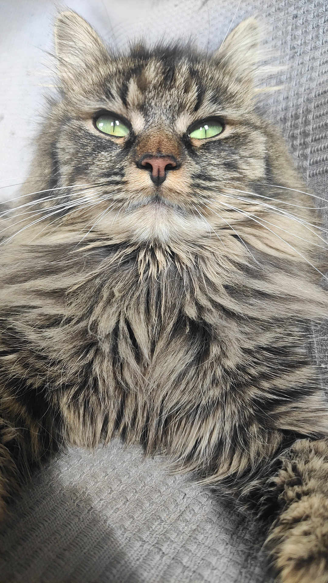 Harley