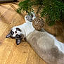 cat, christmas_tree, ornaments, wooden_floor, holiday, decorations, pet, indoor, feline, playful, relaxed, brown_and_white_cat, festive, animal, tree_branch, glittery, curious, domestic_cat, flooring, christmas