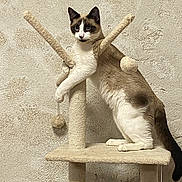 Olaf participe au concours pour gagner de l'argent avec cette photo : animal, beige, blue_eyes, brown, cat, cat_tree, climbing, curious, domestic, feline, indoor, paw, pet, playful, scratching_post, tail, texture, toy, wall, white