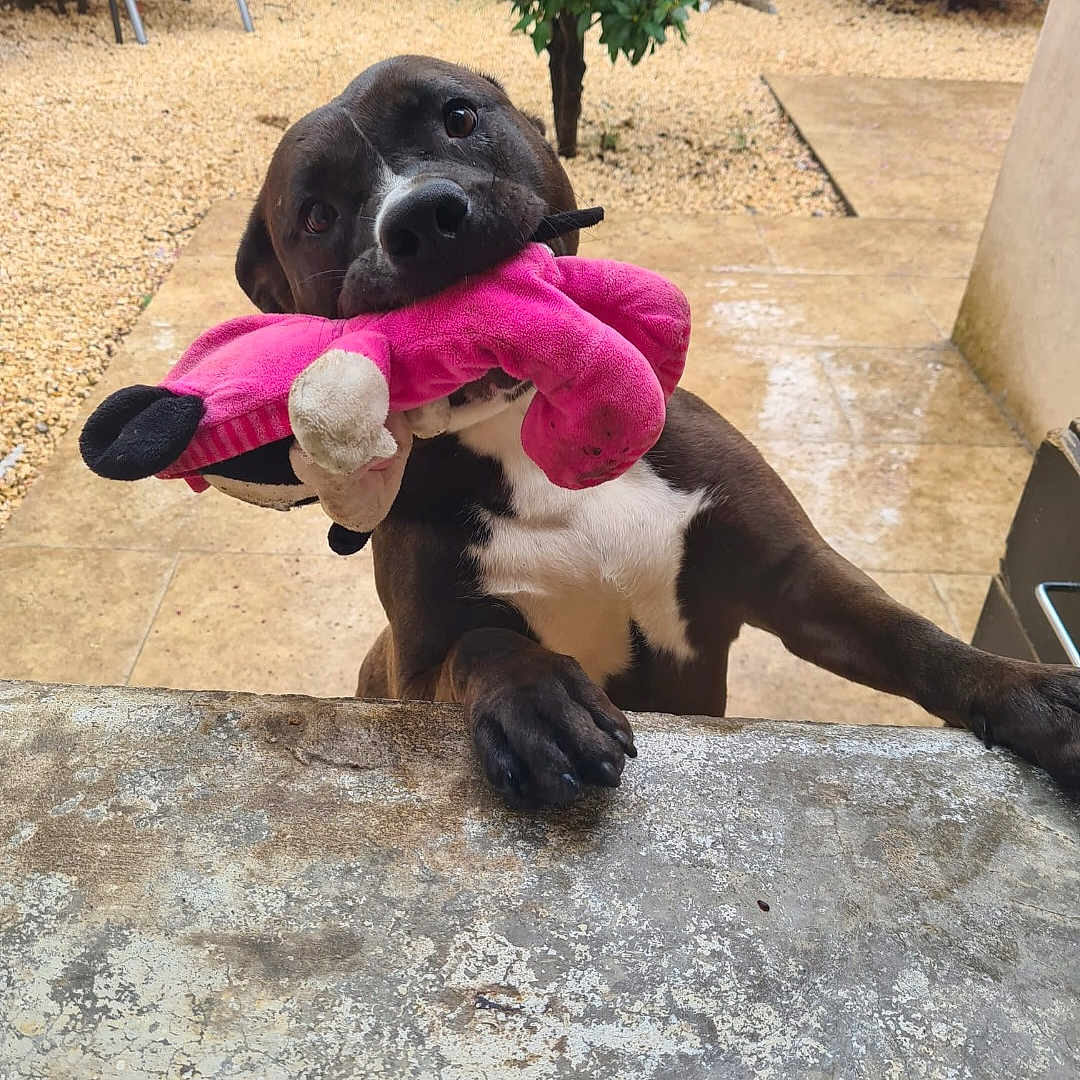 Stella participe au concours pour gagner de l'argent avec cette photo : animal, brown_dog, chair, cute, dog, ears, gravel, happy, looking, mouth, nose, outdoor, patio, paw, pet, pink_toy, playful, toy, tree, white_chest