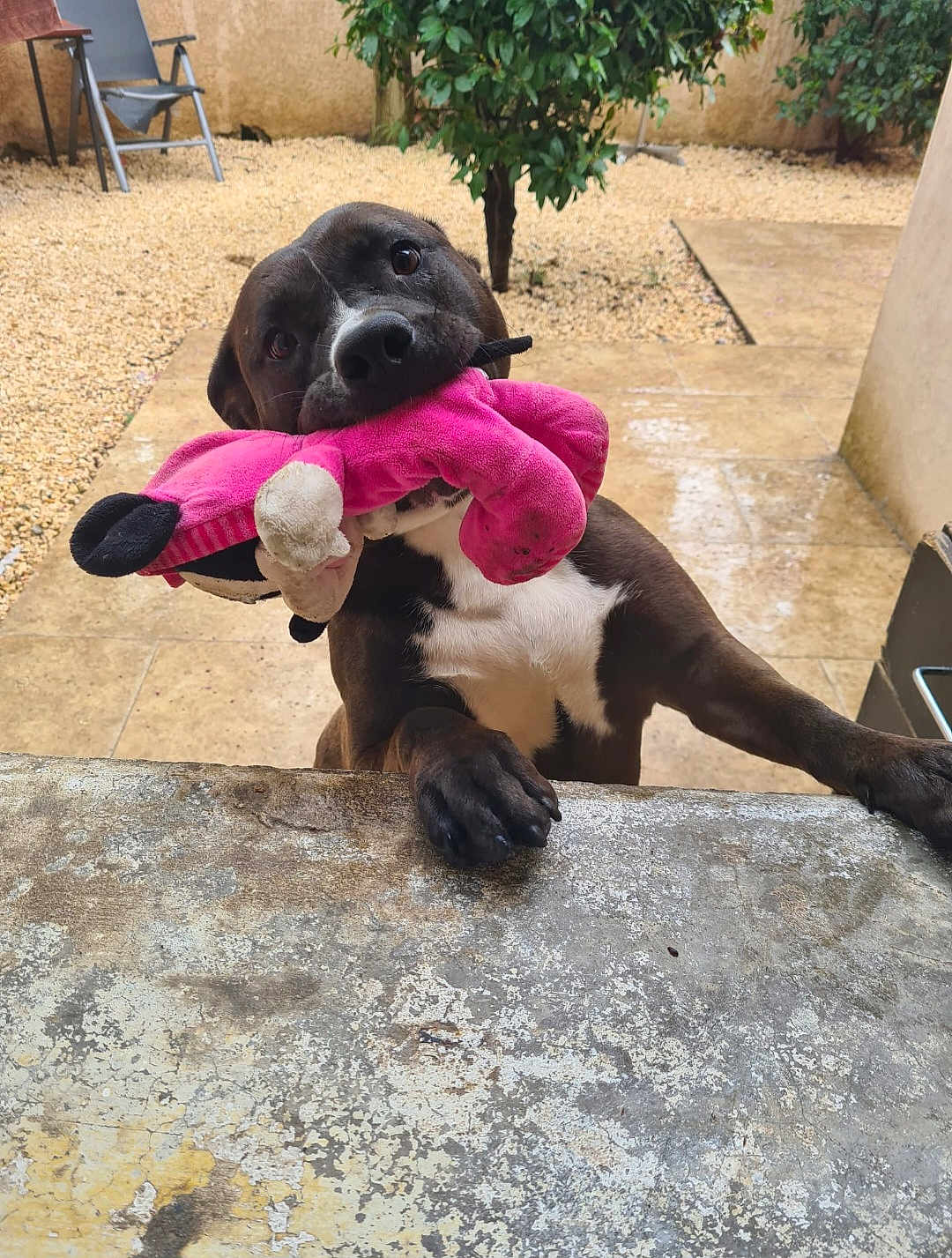 Stella