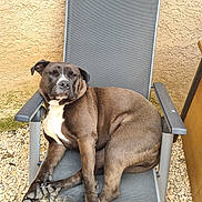 Stella a rejoint le concours — aidez-le/la à gagner de superbes lots ! animal, brown_fur, calm_expression, casual, chair, daylight, dog, domestic, fabric_seat, gravel, metal_frame, outdoor, paws, pet, pet_portrait, relaxed, resting, seated, wall, white_chest