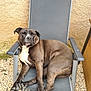animal, brown_fur, calm_expression, casual, chair, daylight, dog, domestic, fabric_seat, gravel, metal_frame, outdoor, paws, pet, pet_portrait, relaxed, resting, seated, wall, white_chest