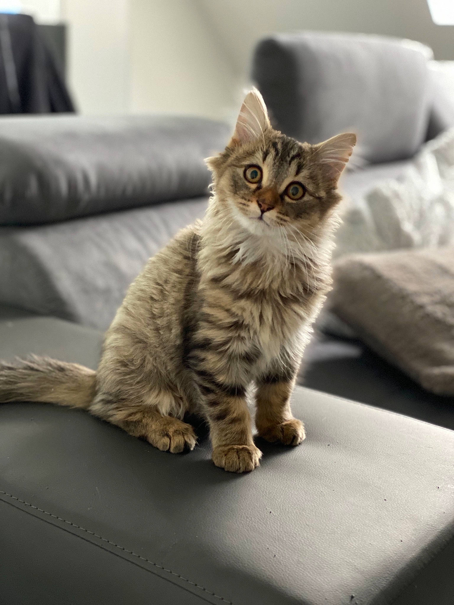 Loko participe au concours pour gagner de l'argent avec cette photo : american_bobtail, american_shorthair, asian, british_semi_longhair, carnivore, cat, domestic_short_haired_cat, dragon_li, european_shorthair, felidae, fur, kitten, mammal, munchkin, paw, pixie_bob, small_to_medium_sized_cats, tabby_cat, vertebrate, whiskers