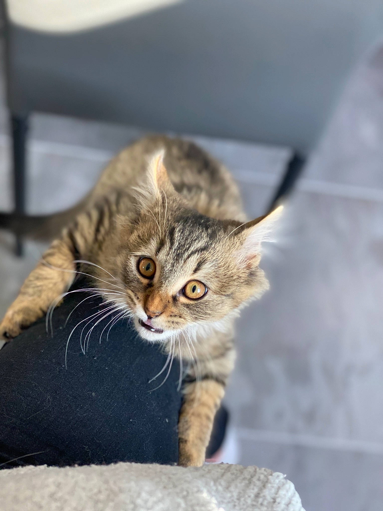 Loko a rejoint le concours — aidez-le/la à gagner de superbes lots ! aegean_cat, asian, carnivore, cat, claw, domestic_short_haired_cat, dragon_li, european_shorthair, fawn, felidae, fur, kitten, mammal, norwegian_forest_cat, pixie_bob, small_to_medium_sized_cats, snout, tabby_cat, whiskers, wild_cat