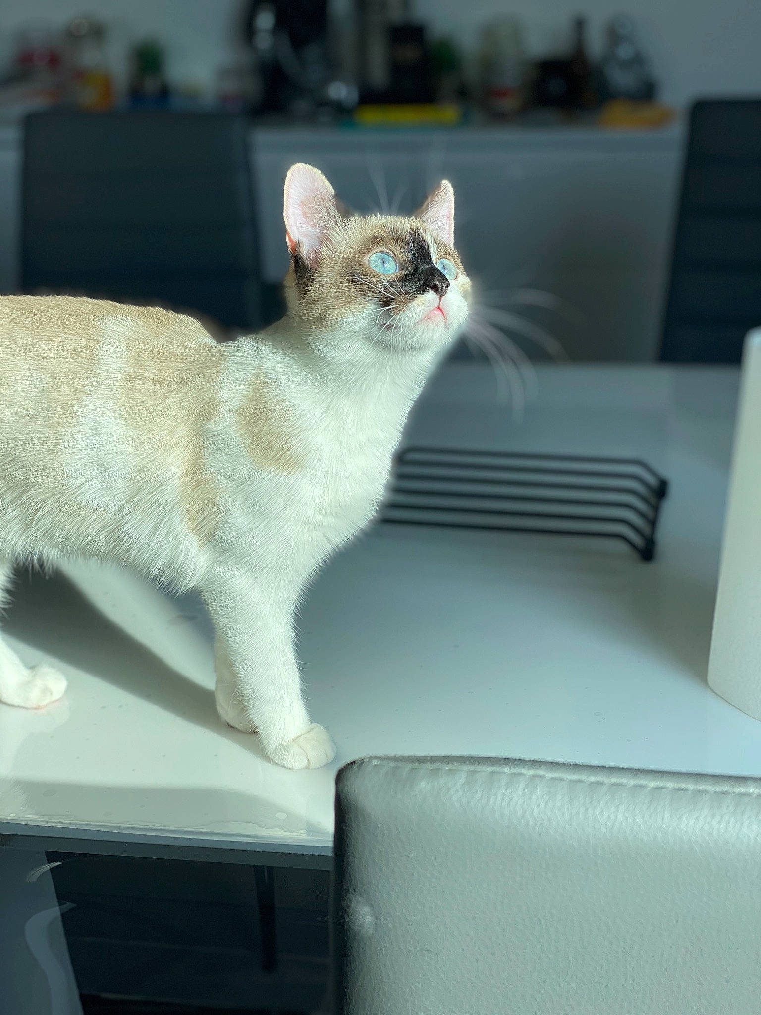 Kira a rejoint le concours — aidez-le/la à gagner de superbes lots ! aegean_cat, asian, burmilla, carnivore, cat, colorpoint_shorthair, domestic_short_haired_cat, ear, european_shorthair, fawn, felidae, kitten, mammal, ojos_azules, singapura, small_to_medium_sized_cats, tail, turkish_angora, turkish_van, whiskers