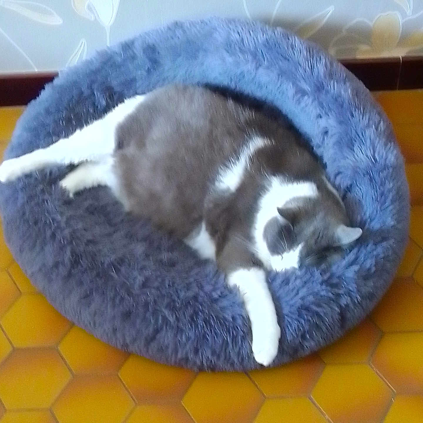 Atchoum a rejoint le concours — aidez-le/la à gagner de superbes lots ! abyssinian, animal, blanket, canine, cat, cushion, den, dog, dogbed, egyptiancat, homedecor, husky, indoors, kitten, manx, mat, person, pet, rug, sleeping