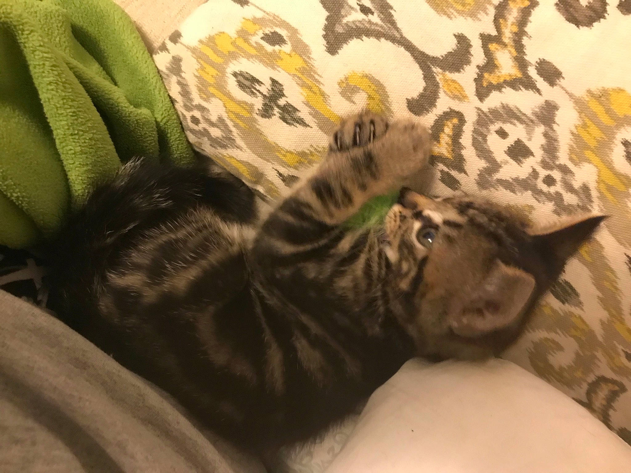 Mazikeen joined the competition — help win amazing prizes! carnivore, cat, comfort, domestic_short_haired_cat, felidae, fur, linens, nap, organism, small_to_medium_sized_cats, snout, terrestrial_animal, vertebrate, wallpaper, whiskers