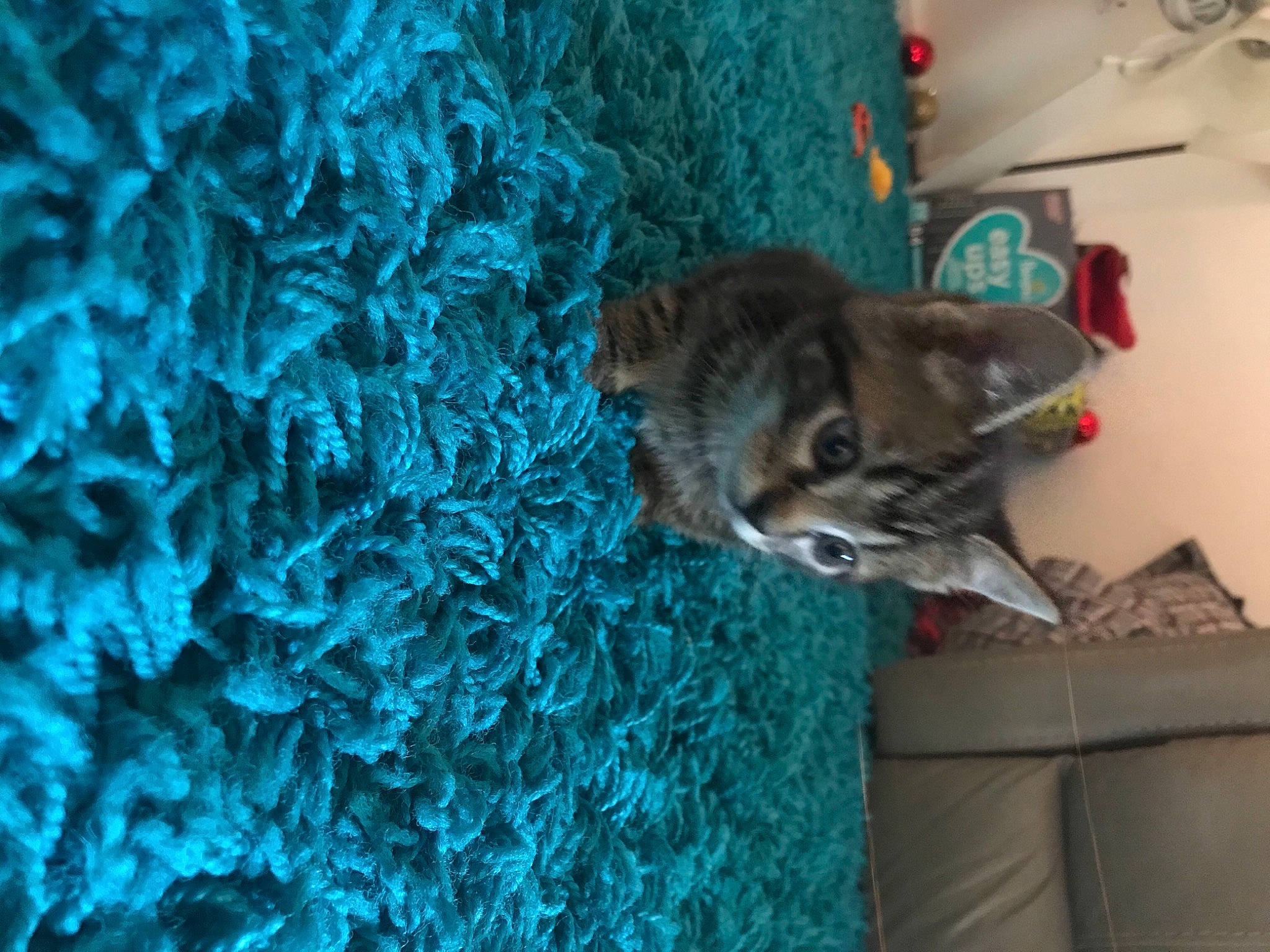 Mazikeen is registered to the contest to win money with this photo: aqua, carnivore, cat, cat_supply, domestic_short_haired_cat, felidae, fur, kitten, knitting, pet_supply, small_to_medium_sized_cats, tabby_cat, tail, teal, thread, turquoise, whiskers, wool, woolen, woven_fabric