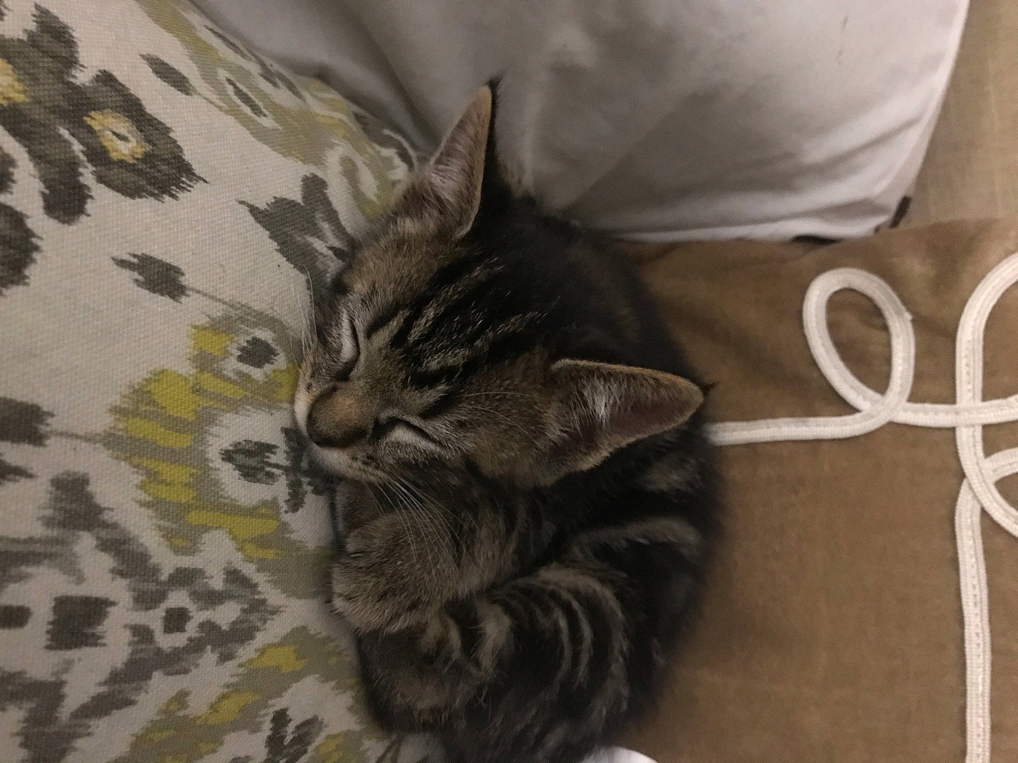 Mazikeen joined the competition — help win amazing prizes! carnivore, cat, comfort, domestic_short_haired_cat, felidae, fur, kitten, linens, small_to_medium_sized_cats, vertebrate, whiskers