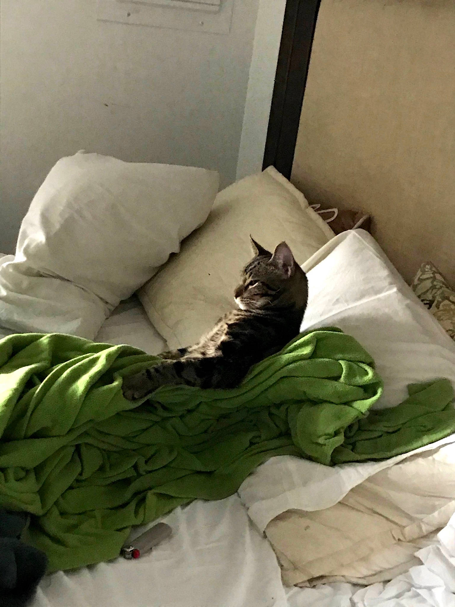 Marvin joined the competition — help win amazing prizes! bed_sheet, bedding, blanket, carnivore, cat, comfort, cushion, domestic_short_haired_cat, felidae, linens, pillow, small_to_medium_sized_cats, whiskers