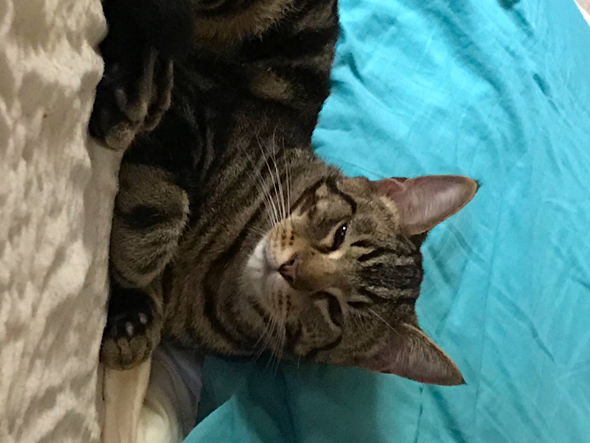 Marvin is registered to the contest to win money with this photo: carnivore, cat, domestic_short_haired_cat, fawn, felidae, foot, fur, linens, sand, skin, small_to_medium_sized_cats, snout, tabby_cat, terrestrial_animal, toe, vertebrate, whiskers