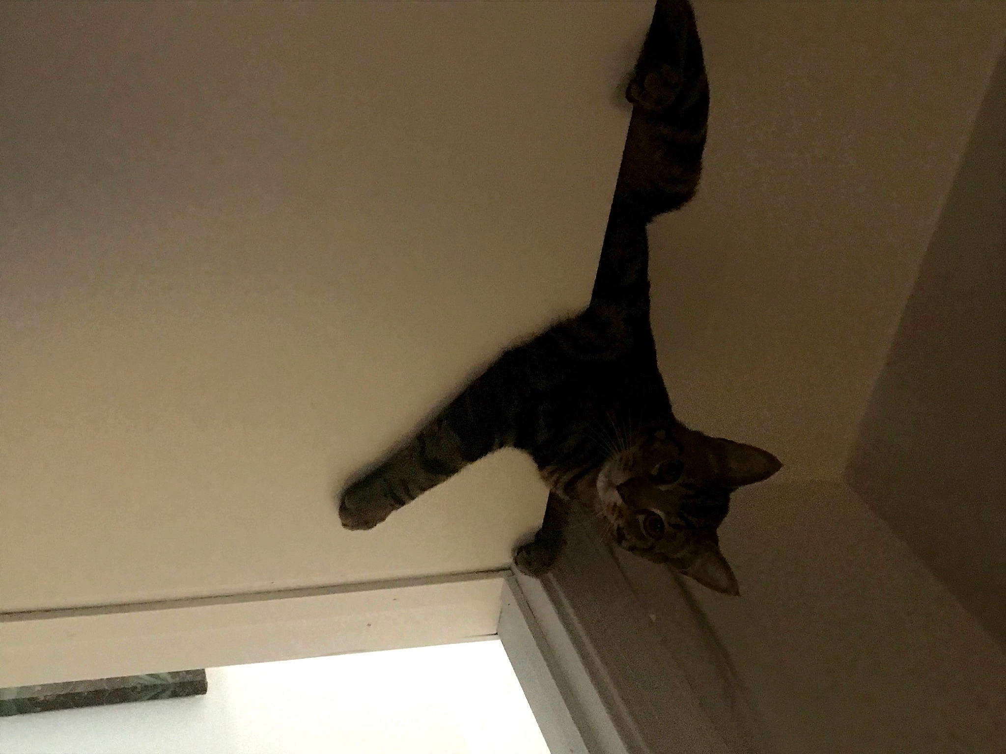 Marvin joined the competition — help win amazing prizes! carnivore, cat, domestic_short_haired_cat, felidae, fur, small_to_medium_sized_cats, snout, tail, whiskers