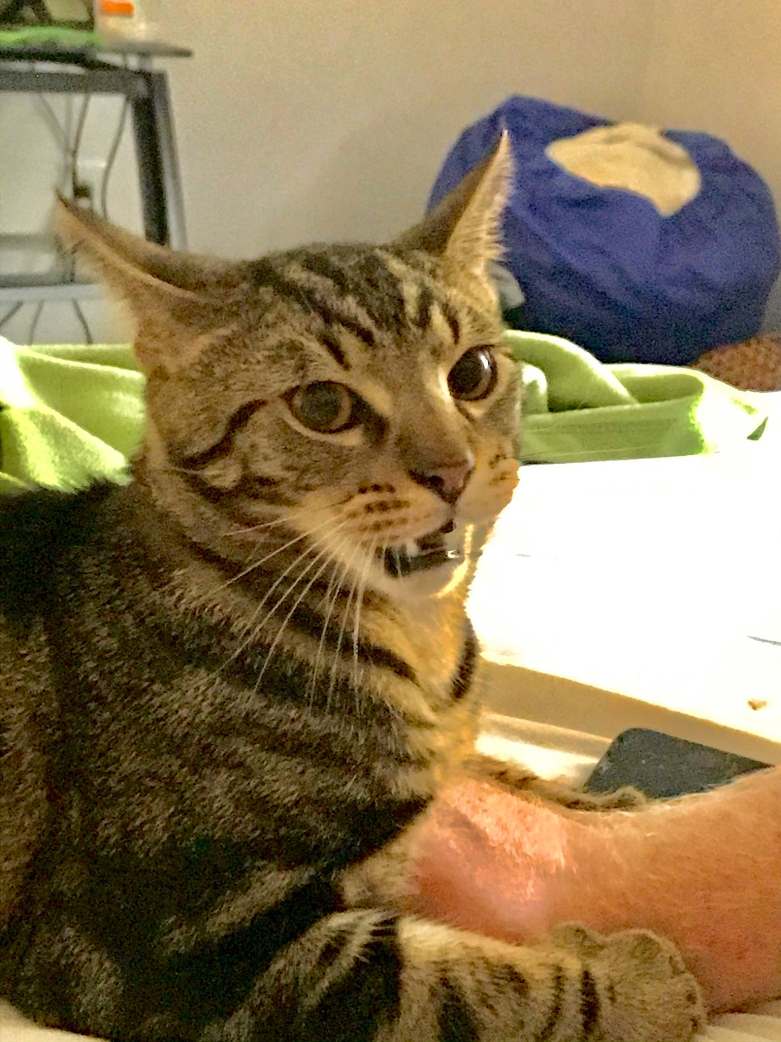 Marvin joined the competition — help win amazing prizes! california_spangled, carnivore, cat, domestic_short_haired_cat, european_shorthair, felidae, fur, linens, nail, skin, small_to_medium_sized_cats, snout, tabby_cat, terrestrial_animal, toe, vertebrate, whiskers