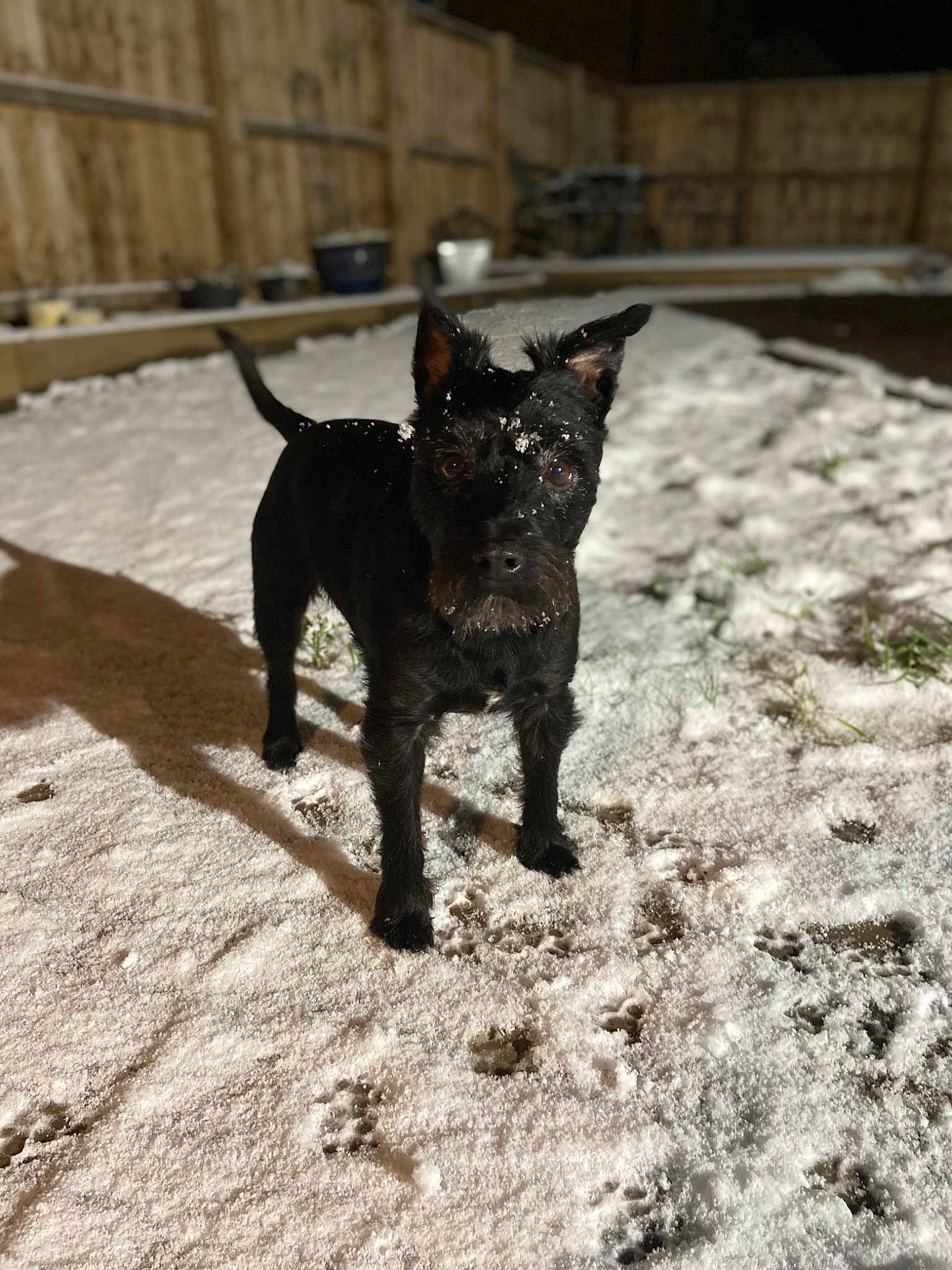 Alfie
