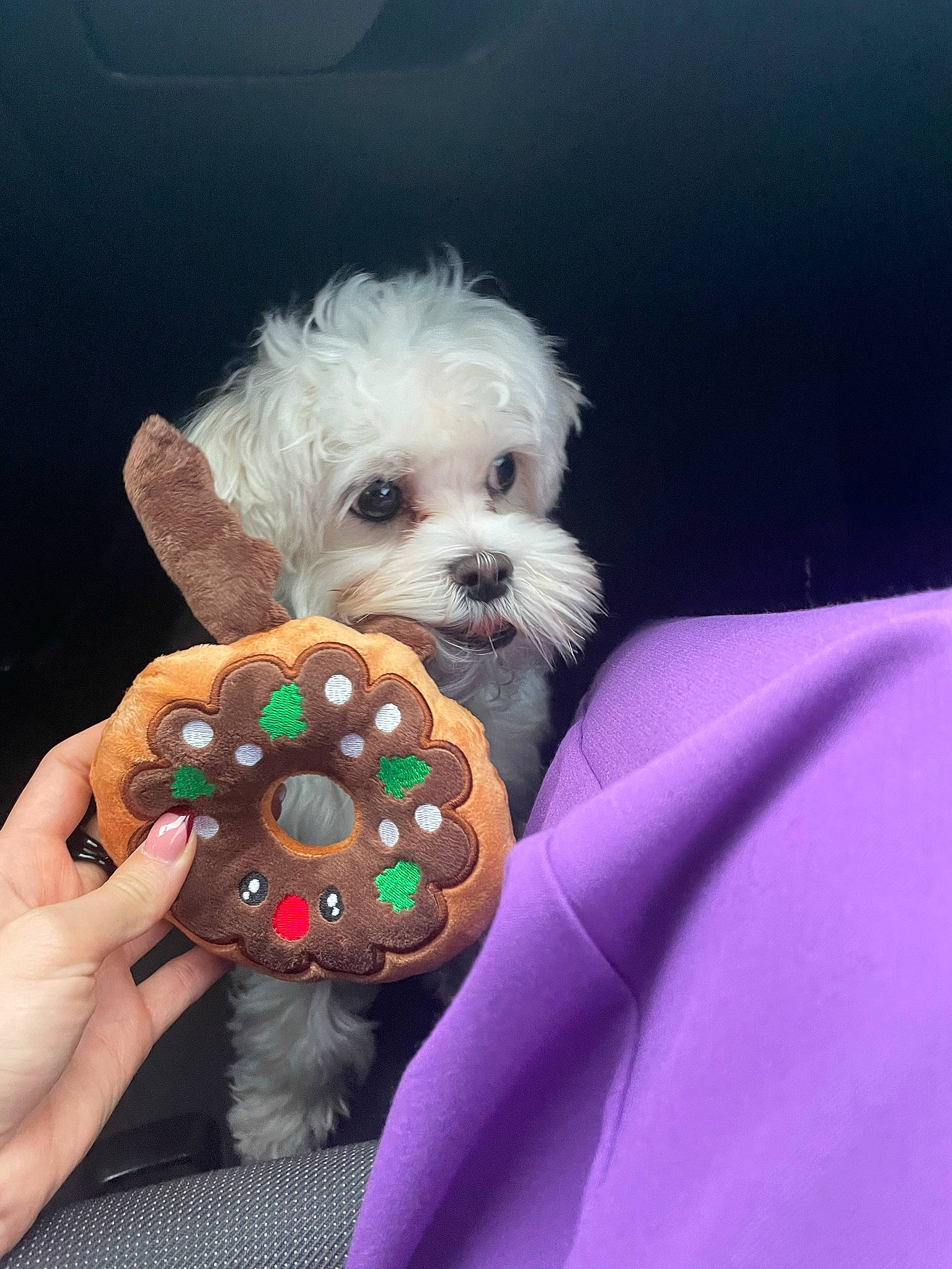 Gino participe au concours pour gagner de l'argent avec cette photo : bichon, canidae, carnivore, companion_dog, dog, dog_breed, dog_clothes, dog_supply, eyewear, fashion_accessory, fur, poodle_crossbreed, puppy, puppy_love, small_terrier, sporting_group, stuffed_toy, terrier, toy, toy_dog