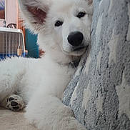 Apollon participe au concours pour gagner de l'argent avec cette photo : dog, puppy, white_dog, paw, ear, nose, blanket, couch, indoor, home, crate, wooden_door, teal_wall, carpet, close_up, portrait, resting, sleepy, pet, fluffy