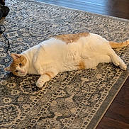 Ziggy joined the competition — help win amazing prizes! animal, cat, cozy, curtain, domestic_cat, feline, flooring, home, indoor, laying_down, lazy, orange_and_white, orange_cat, patterned_rug, pet, relaxed, rug, toy, white_cat, wooden_floor