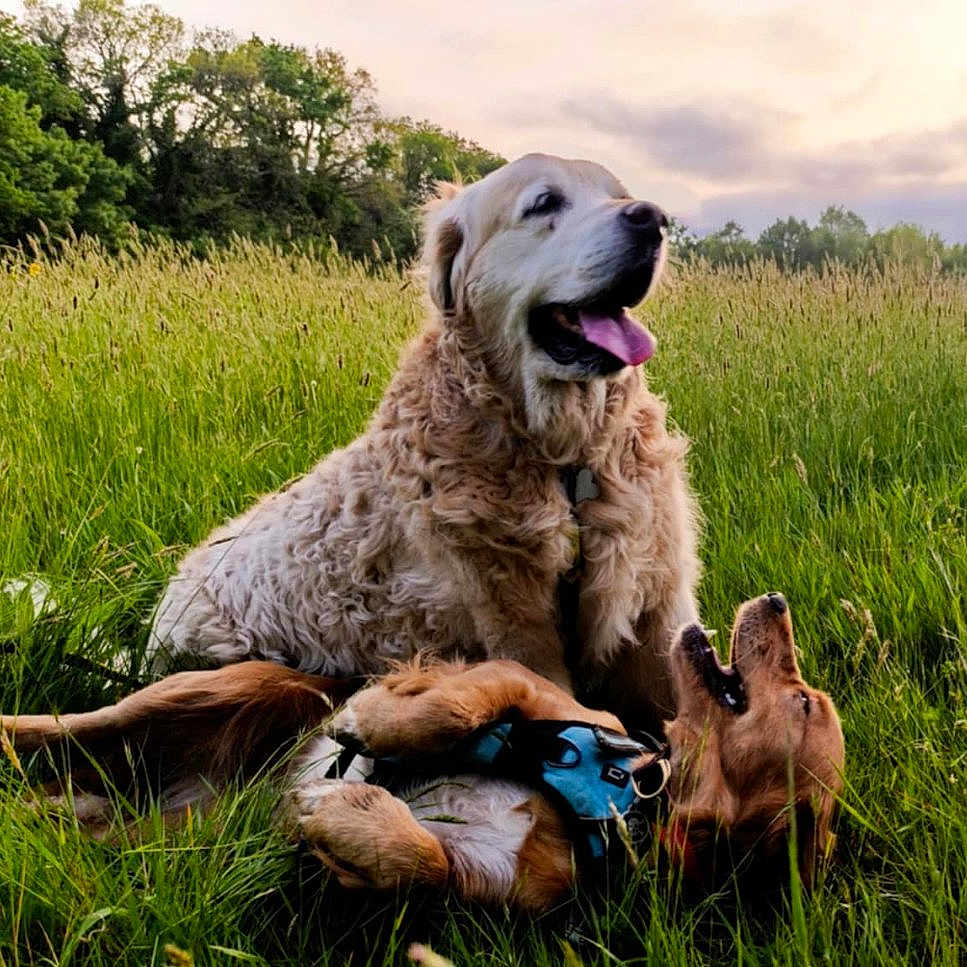 Jazz Et Tango participe au concours pour gagner de l'argent avec cette photo : animal, canine, collar, dog, dogs, field, fur, golden_retriever, grass, greenery, happy, harness, joyful, nature, outdoor, pet, playful, sky, sunset, tongue_out