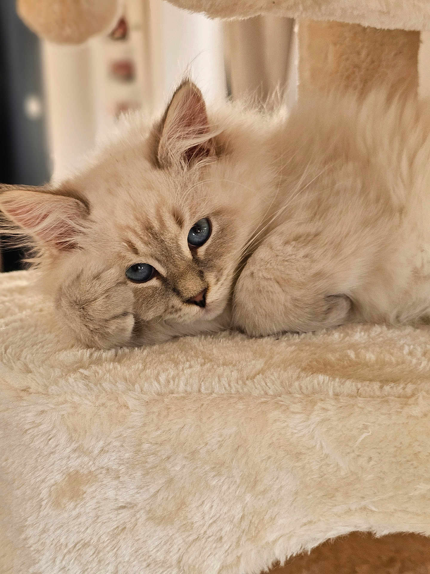Armani participe au concours pour gagner de l'argent avec cette photo : kitten, cat, blue_eyes, fluffy, soft_texture, resting, close_up, indoor, pet, cute, fur, animal, cozy, relaxed, whiskers, small_animal, portrait, comfortable, domestic_cat, sleepy