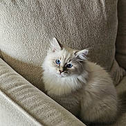 Armani participe au concours pour gagner de l'argent avec cette photo : animal, blue_eyes, cat, close_up, couch, cozy, cream_color, curious, cute, domestic_cat, fluffy, furniture, indoor, kitten, pet, portrait, resting, small_animal, soft_texture, young_cat