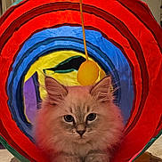 Armani a rejoint le concours — aidez-le/la à gagner de superbes lots ! cat, kitten, fluffy, blue_eyes, play_tunnel, colorful, toy, indoor, pet, animal, cute, feline, fur, whiskers, paws, looking, sitting, yellow_pom_pom, red, blue