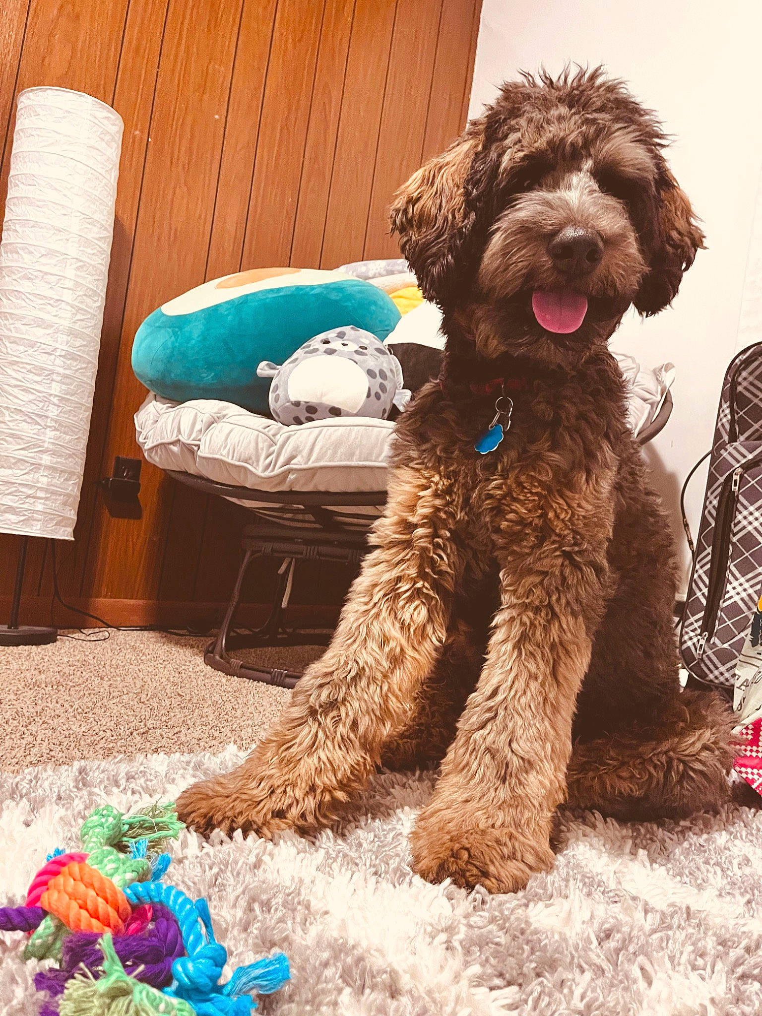 Theodore is registered to the contest to win money with this photo: blue, canidae, carnivore, companion_dog, dog, dog_breed, dog_collar, dog_supply, fur, labradoodle, liver, non_sporting_group, poodle, poodle_crossbreed, terrier, tin_can, toy_dog, water_bottle, water_dog, working_animal