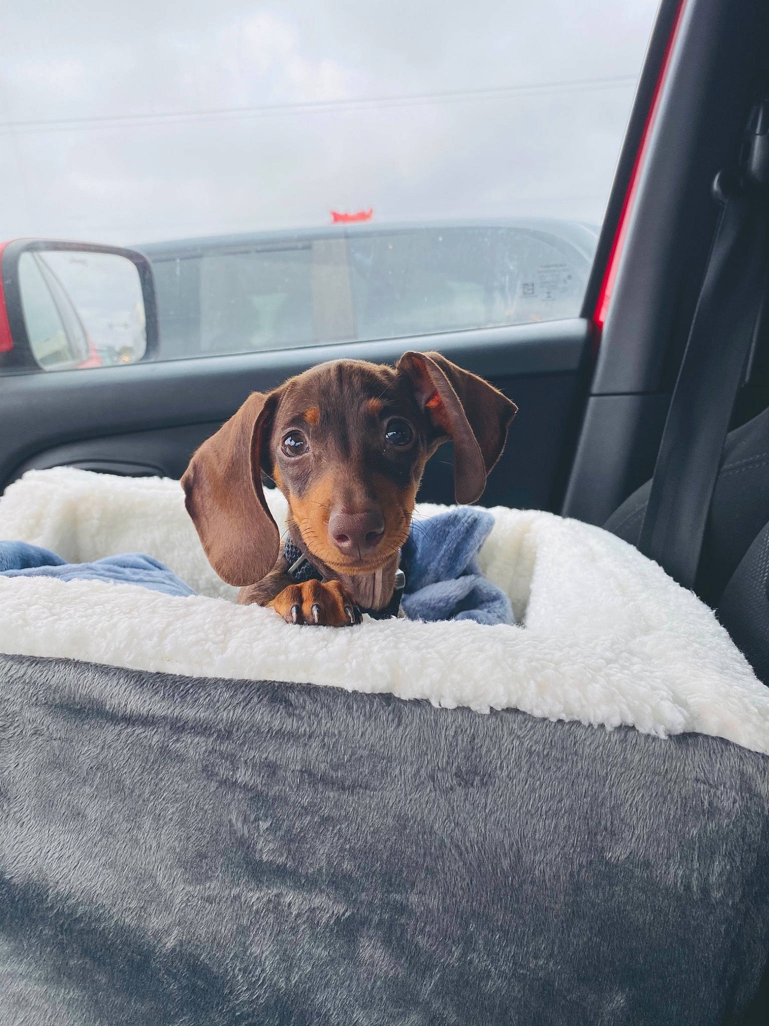 Franklin joined the competition — help win amazing prizes! automotive_mirror, automotive_window_part, canidae, car_seat, carnivore, collar, comfort, companion_dog, dog, dog_breed, hound, liver, mammal, pet_supply, scent_hound, snout, sporting_group, vehicle_door, windshield, working_animal