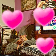 Clarinha a rejoint le concours — aidez-le/la à gagner de superbes lots ! dog, indoor, armchair, blanket, furniture, television, decor, painting, heart, pink, cozy, living_room, wooden_cabinet, cushion, home, relaxed, pet, domestic, brown_dog, blanket_drape