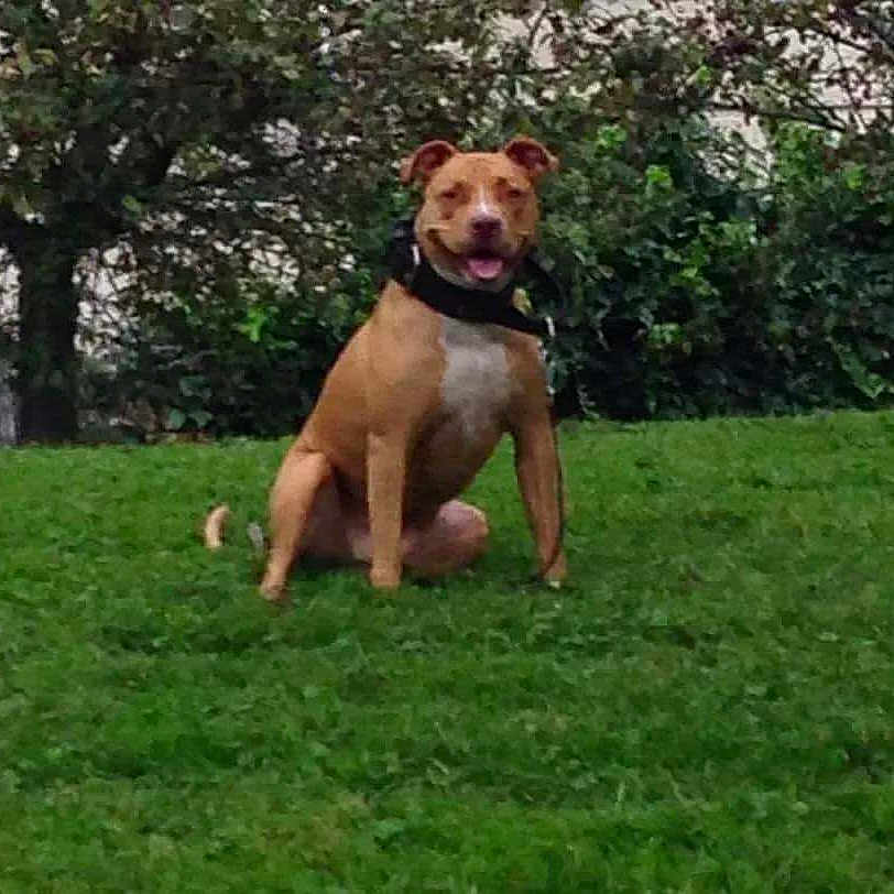 Clarinha a rejoint le concours — aidez-le/la à gagner de superbes lots ! animal, bushes, canine, collar, daytime, dog, field, fur, grass, greenery, happy, mammal, nature, outdoor, park, pet, sitting, smiling, tongue_out, trees