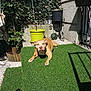 Clarinha a rejoint le concours — aidez-le/la à gagner de superbes lots ! dog, tan_dog, artificial_grass, potted_plants, garden, sunlight, outdoor, pet, relaxing, backyard, fence, shadow, greenery, wall, daytime, canine, nature, animal, summer, resting