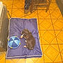 puppy, dog, bed, toy, floor, tile_floor, indoor, sleeping, blue, black_dog, pet, animal, small_dog, resting, chair, cushion, background, household, quiet, cozy