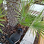 dog, collar, leash, palm_tree, green_leaves, garden_bed, rocks, stone, wooden_decking, outdoor, pet, curious, sniffing, black_dog, plants, nature, daylight, sidewalk, bag, close_up