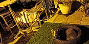 Kyra participe au concours pour gagner de l'argent avec cette photo : dog, tire, artificial_grass, patio, outdoor, night, metal_chair, table, potted_plant, shadow, fence, plant, floor, cozy, animal, resting, small_dog, yellow_light, relaxing, quiet