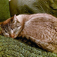 Pipa participe au concours pour gagner de l'argent avec cette photo : animal, blanket, cat, companion, cozy, curled_up, cute, domestic_cat, feline, fur, green, indoor, nap, pet, relaxation, resting, sleeping, soft, tail, whiskers