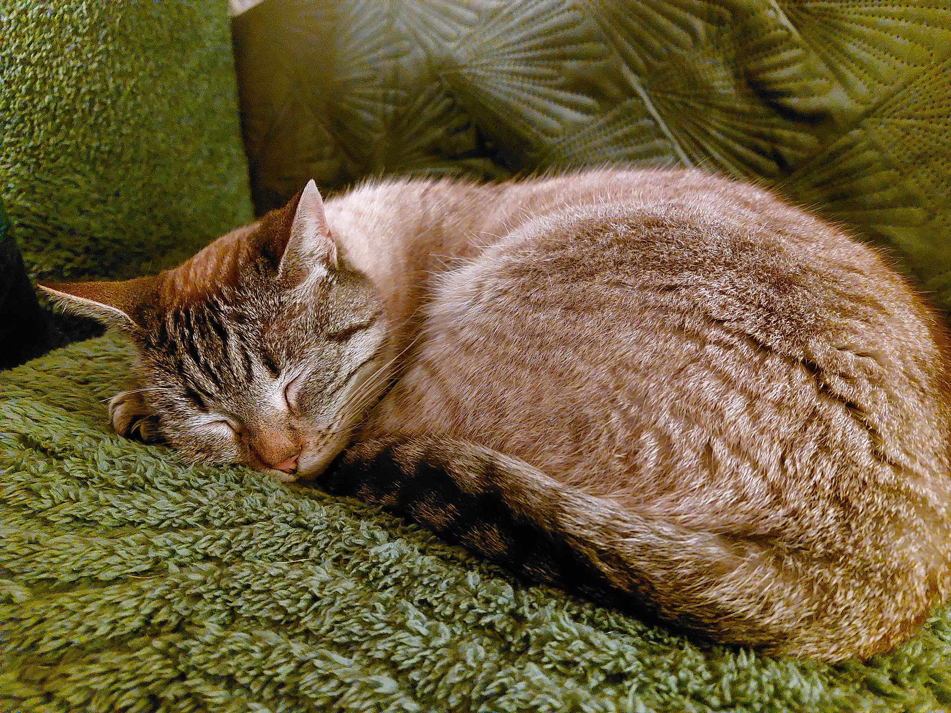 Pipa participe au concours pour gagner de l'argent avec cette photo : animal, blanket, cat, companion, cozy, curled_up, cute, domestic_cat, feline, fur, green, indoor, nap, pet, relaxation, resting, sleeping, soft, tail, whiskers