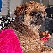 Ohiana a rejoint le concours — aidez-le/la à gagner de superbes lots ! dog, pet, bed, blanket, pink, brown, fur, indoor, cozy, toys, comfort, relaxed, animal, small_dog, household, furniture, resting, close_up, cute, companion