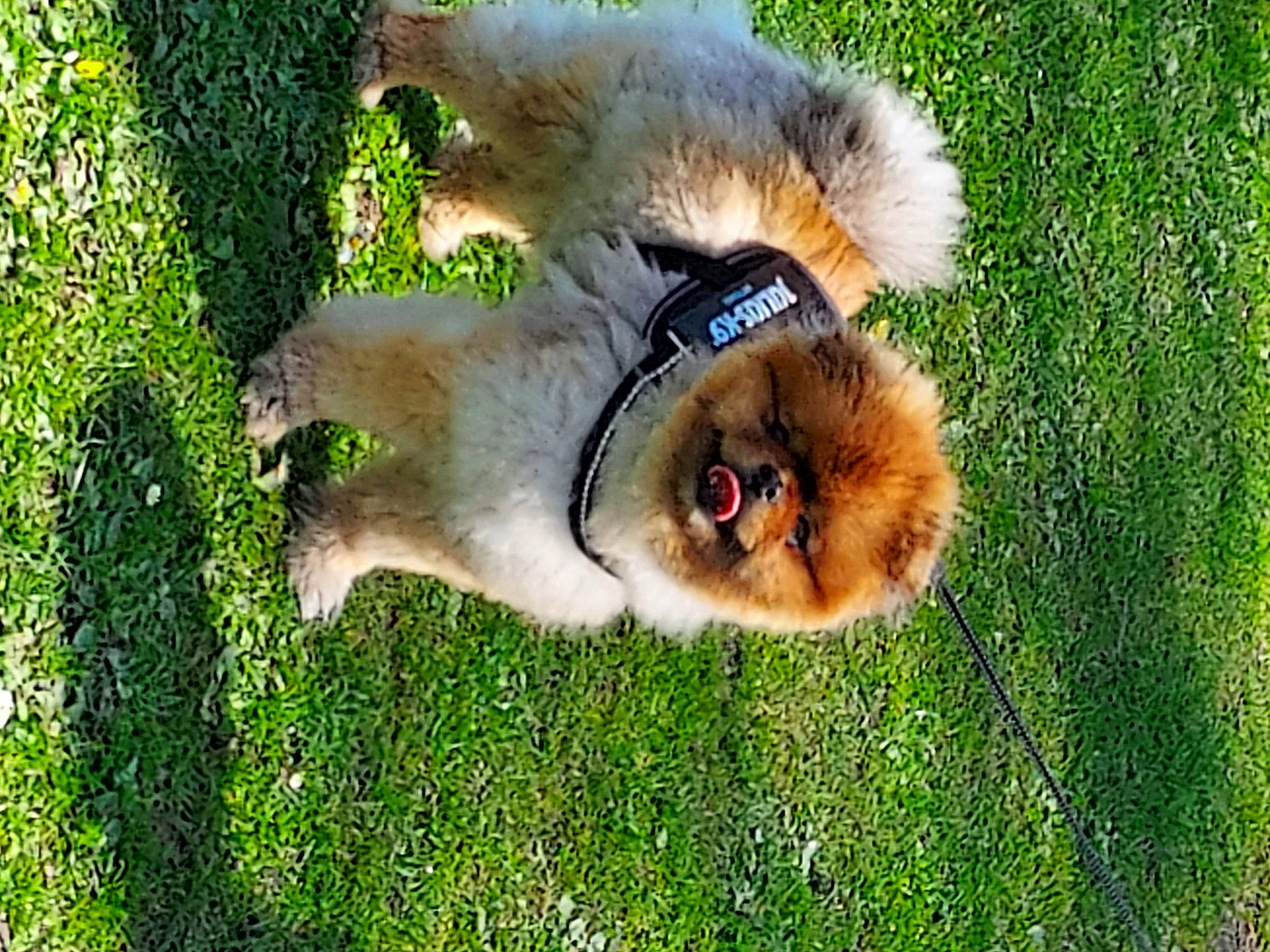 Rock a rejoint le concours — aidez-le/la à gagner de superbes lots ! _geese_and_swans, big_cats, canidae, companion_dog, dog_breed, ducks, fang, fawn, fur, german_spitz, german_spitz_klein, grass, grassland, green, plant, primate, snout, sporting_group, squirrel, tail