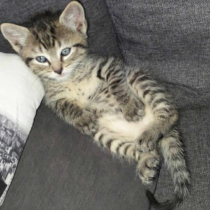 Lulu