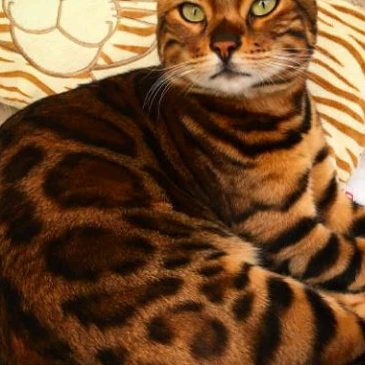 Simba