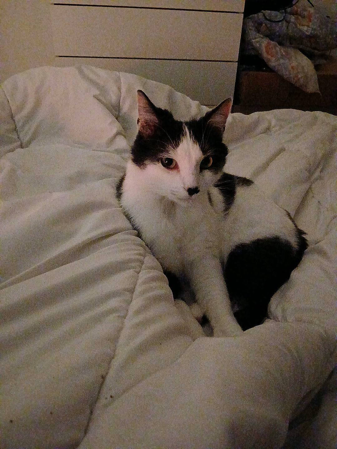 Naruto participe au concours pour gagner de l'argent avec cette photo : bedding, carnivore, cat, comfort, domestic_short_haired_cat, eye, felidae, foot, fur, human_leg, linens, nap, paw, sitting, sleep, small_to_medium_sized_cats, snout, tail, whiskers, wood