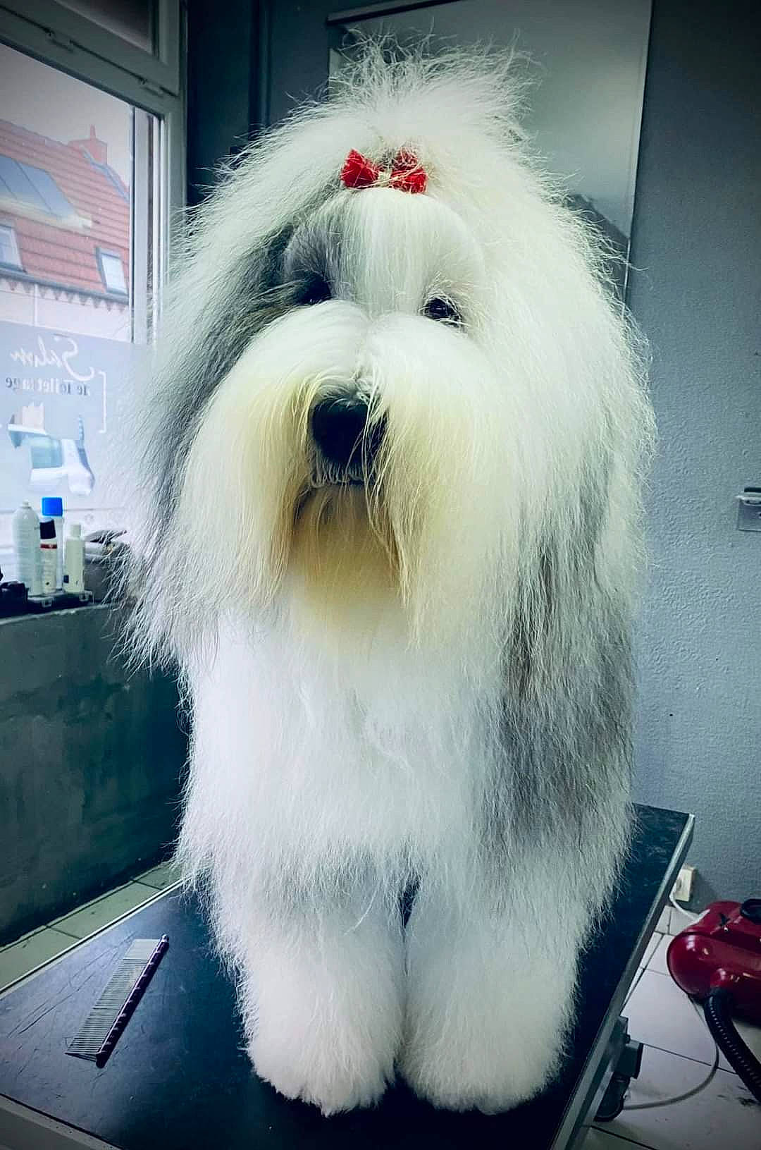 Pastelle participe au concours pour gagner de l'argent avec cette photo : canidae, carnivore, companion_dog, dog, dog_breed, fur, natural_material, non_sporting_group, small_terrier, snout, toy_dog, working_animal